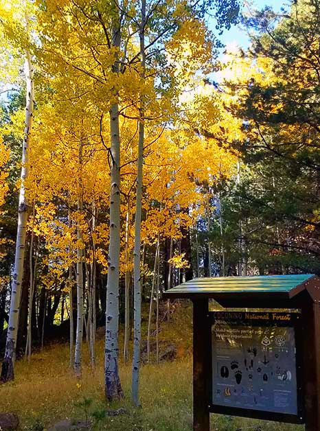 Fall colors at Aspen Corner on Snowbowl Rd