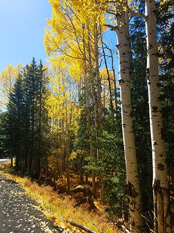 Aspen Corner on Snowbowl Rd