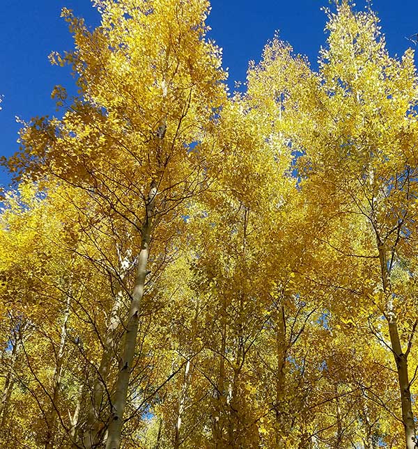 Fall colors at Abineau-Bear Jaw Loop 