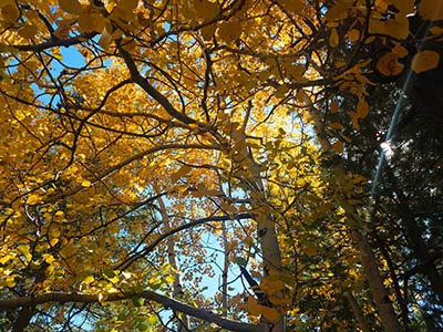 Abineau-Bear Jaw Loop during the fall