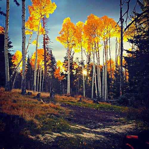 Best Fall Leaf Colors