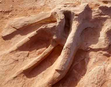 Walk Amongst Real Dinosaur Tracks