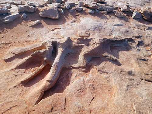 Dinosaur footprint near Flagstaff