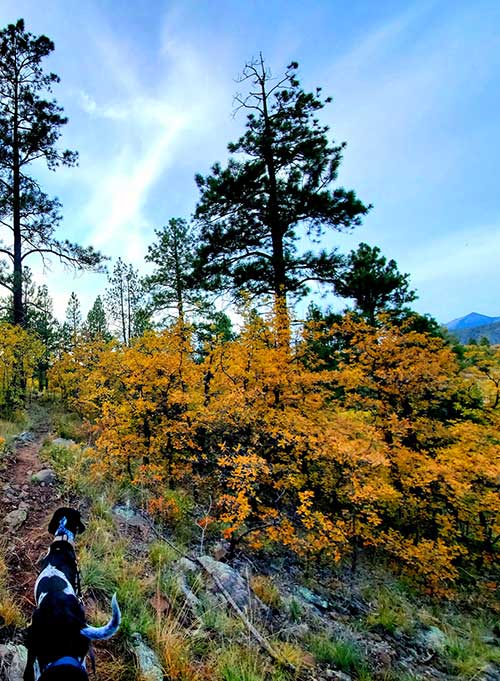 Fall colors at the McMillan Mesa